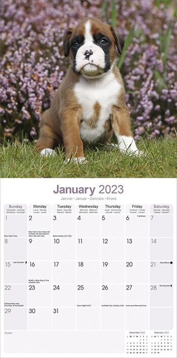 Calendrier 2023 Boxer 2