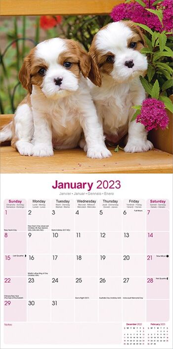 Calendrier 2023 Cavalier king charles 2