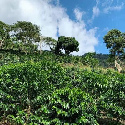 Pérou décaféiné BIO décaféiné 225g moulu (issu agriculture biologique certifié FR-BIO-13)
