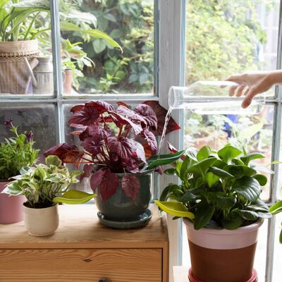 Leaflow – Anleitung zum Gießen von Zimmerpflanzen – Muttertag