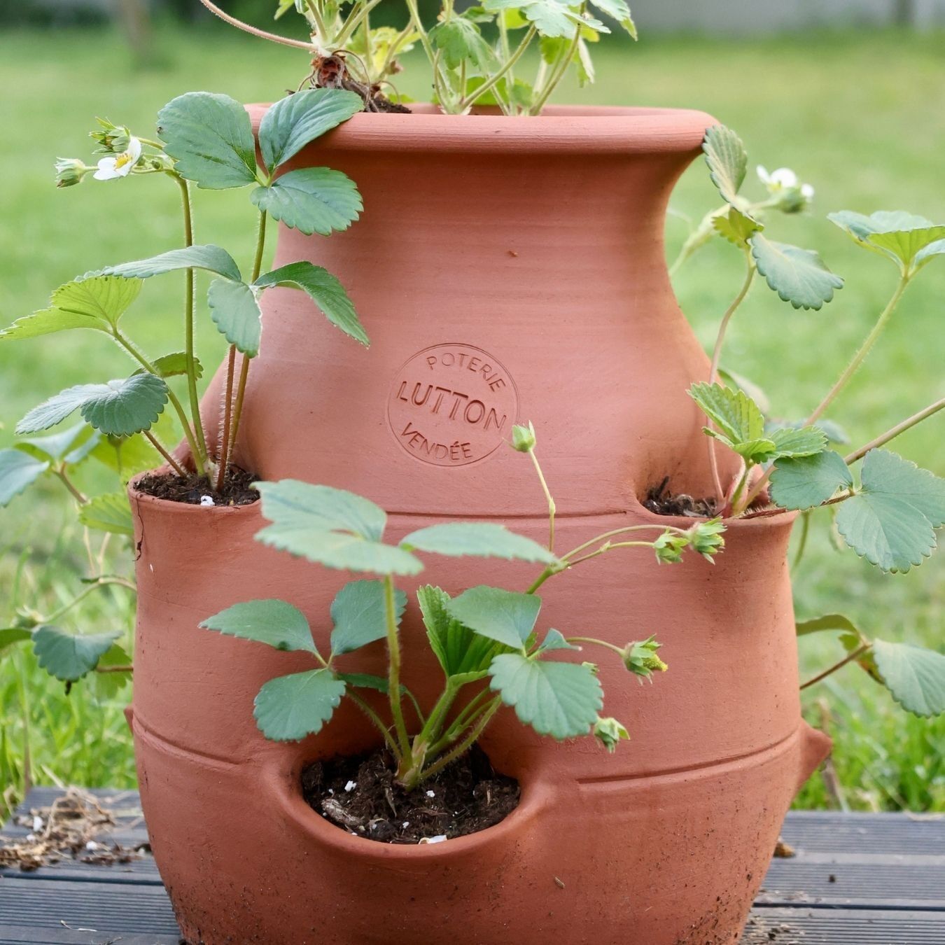 Piccolo tour delle fragole e delle erbe aromatiche