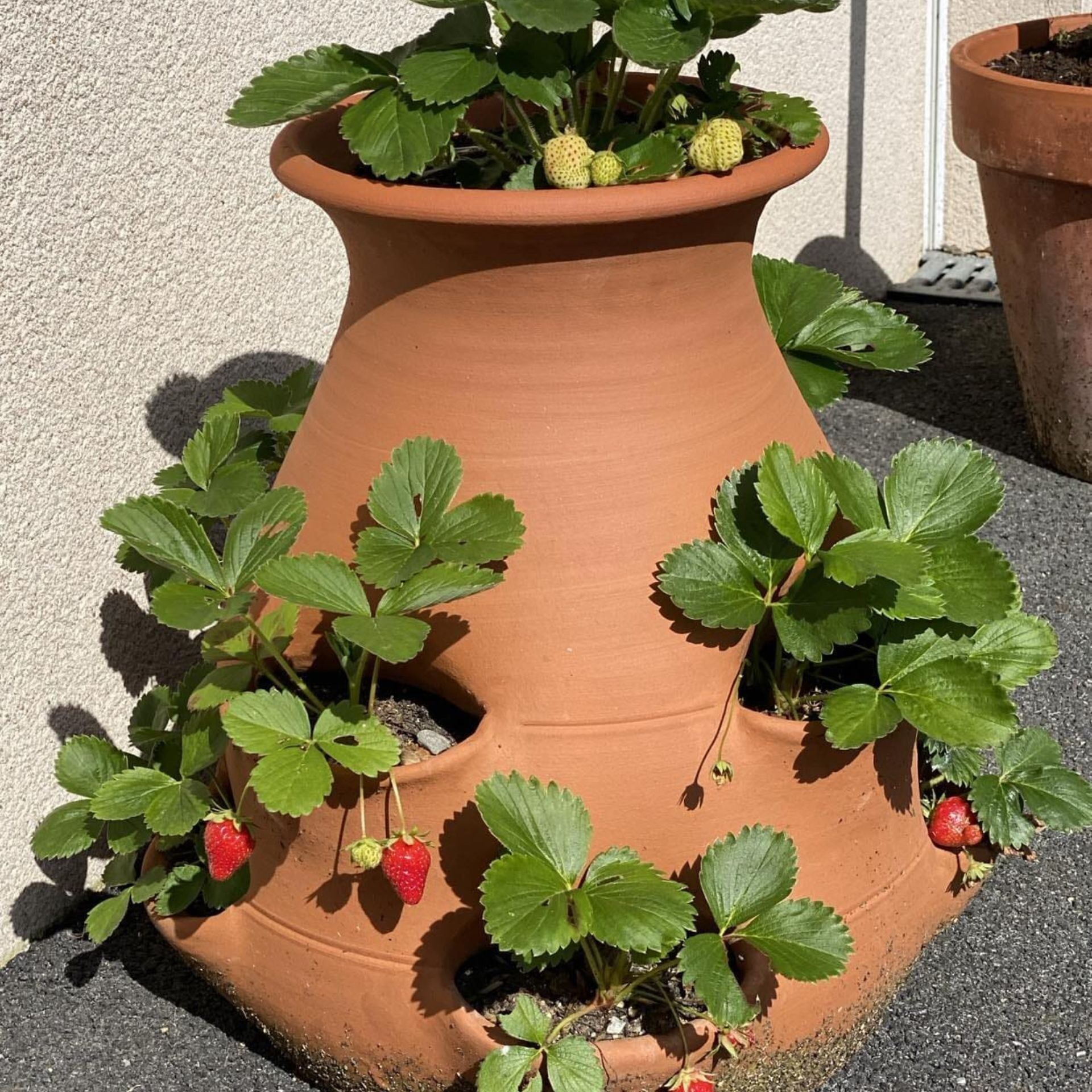 Gran tour di Fraisier o piante ed erbe aromatiche