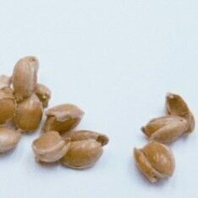 500 g de coquilles de millet bio sans caoutchouc, séchées et chauffées, article 2204005