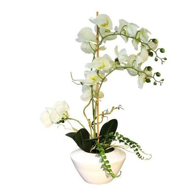 Phalaenopsis Flower Bowl