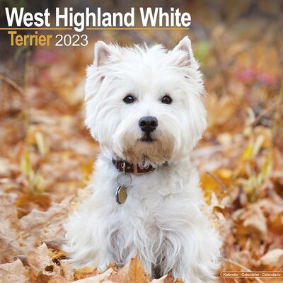 Calendario 2023 terrier blanco de las tierras altas del oeste
