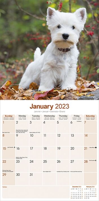 Calendrier 2023 West highland white terrier 2