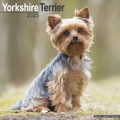 Kalender 2023 Yorkshire-Terrier