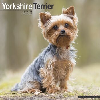 Calendrier 2023 Yorkshire terrier 1