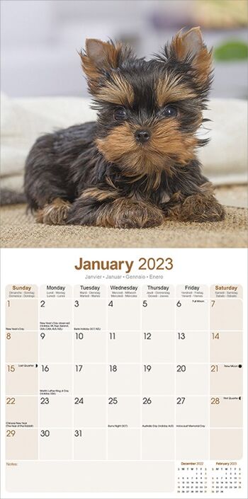 Calendrier 2023 Yorkshire terrier 2