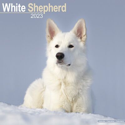 Calendar 2023 Swiss White Shepherd