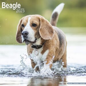 Calendrier 2023 Beagle