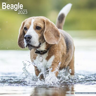 Calendario 2023 Beagle