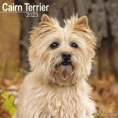 Calendario 2023 Cairn terrier