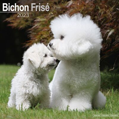 Calendar 2023 Bichon Frize
