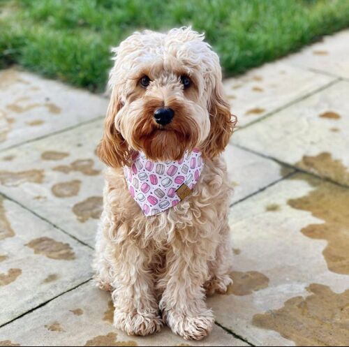 Macaroons Bandana