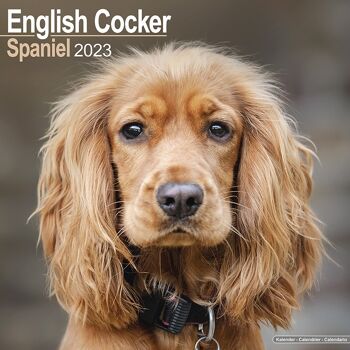 Calendrier 2023 Cocker anglais 1