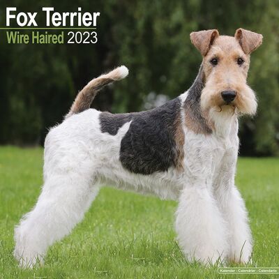 Calendar 2023 wirehaired fox terrier