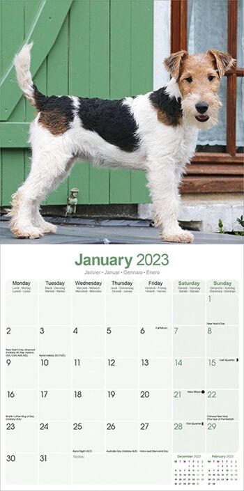 Calendrier 2023 Fox terrier poil dur 2