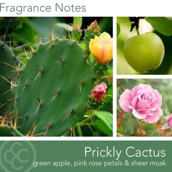 Bougie parfumée Desert Prickly Cactus - 411g 4