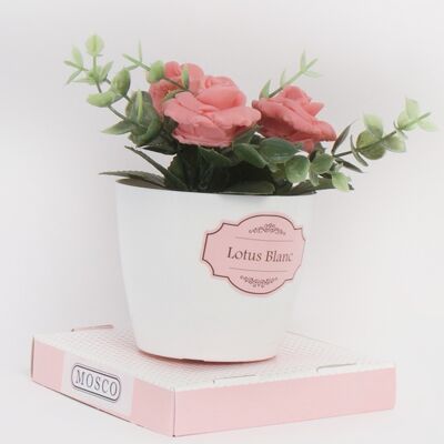 Fleurs de maison – Lotus Blanc