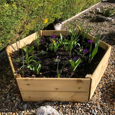 Hexagonal Raised Bed 30 cm High, 60cm each side