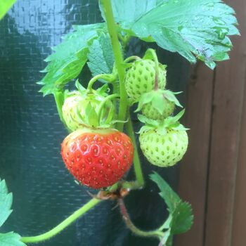 Jardinière de fraises 3
