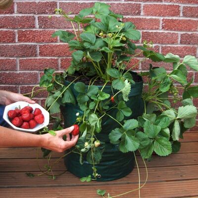 Jardinière de fraises