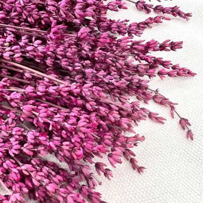 Lavanda | magenta