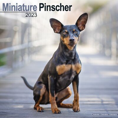 Calendar 2023 Miniature Pinscher
