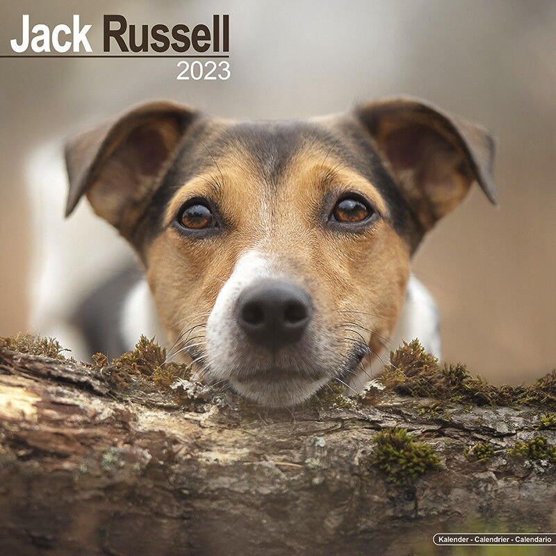 Calendario 2023 jack russell