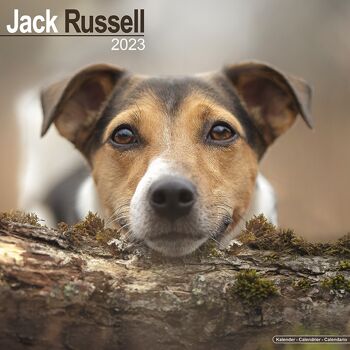 Calendrier 2023 Jack russell 1