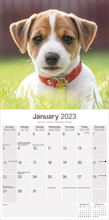 Calendrier 2023 Jack russell 2