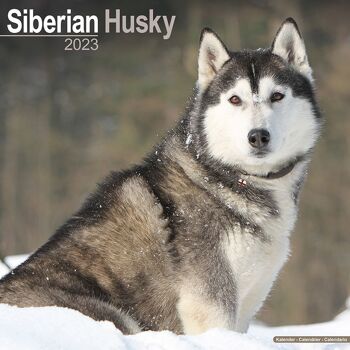 Calendrier 2023 Siberian husky 1