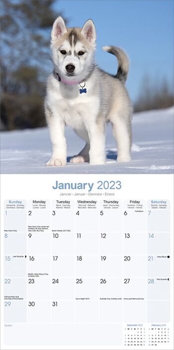 Calendrier 2023 Siberian husky 2