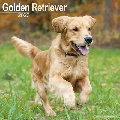 Kalender 2023 Golden Retriever