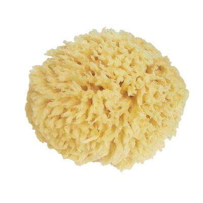 SPLASH.: Large natural sponge (diam. 10/12)