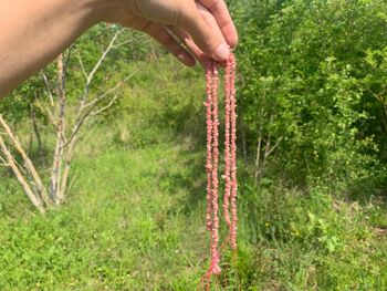 Perles en rhodochrosite, forme chips 9