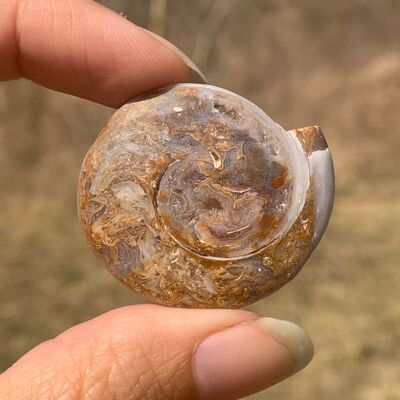 Ammonite 9