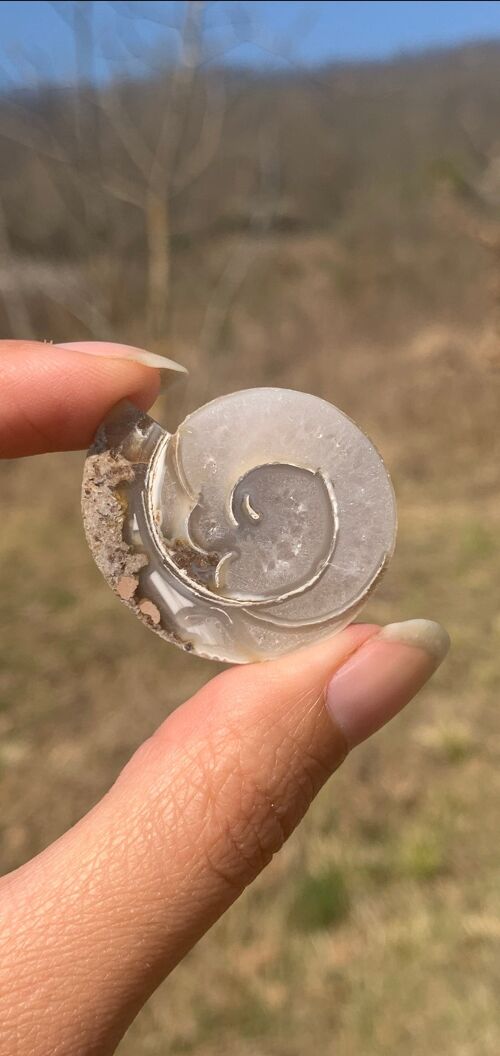 Ammonite 6