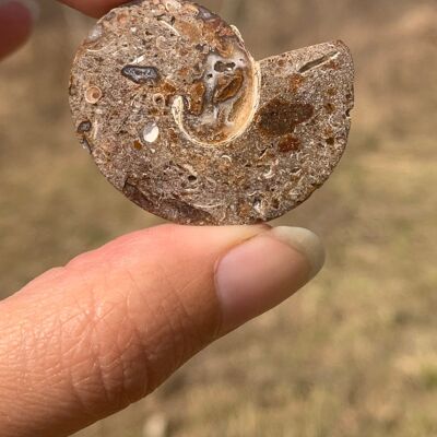 Ammonite 3