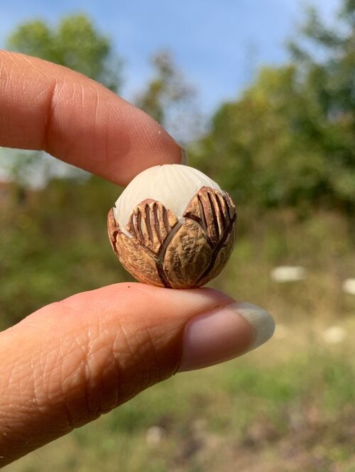 Perle en bois de noix de coco - 18-21mm