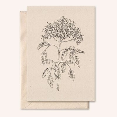Sustainable card + envelope | Elderflower | elderflower