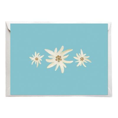 Carte postale edelweiss, bleu, A6, avec enveloppe, VE 6