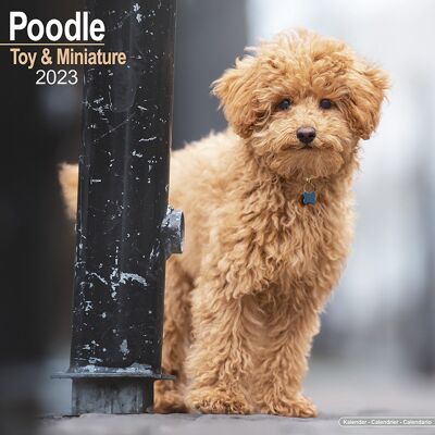 Calendar 2023 Miniature Poodle
