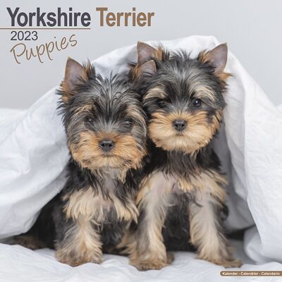 Calendar 2023 Yorkshire terrier puppy