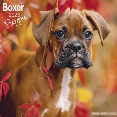 Calendario 2023 Cachorro Boxer