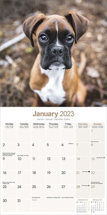 Calendrier 2023 Boxer Chiot 2