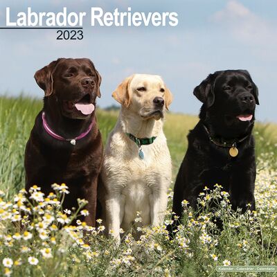 Kalender 2023 Labrador