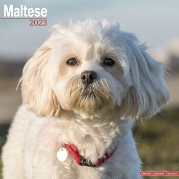 Calendrier 2023 Bichon maltais 1