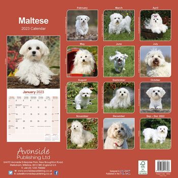 Calendrier 2023 Bichon maltais 2